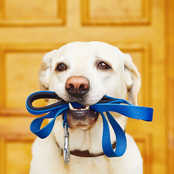 in-home-pet-care-services-dog-walking