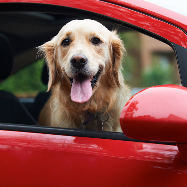in-home-pet-care-services-pet-taxi