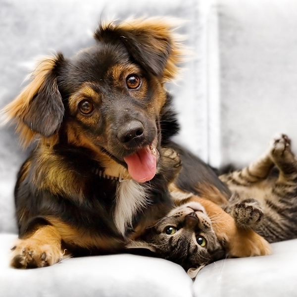 in-home-pet-care-services-puppy-kitten